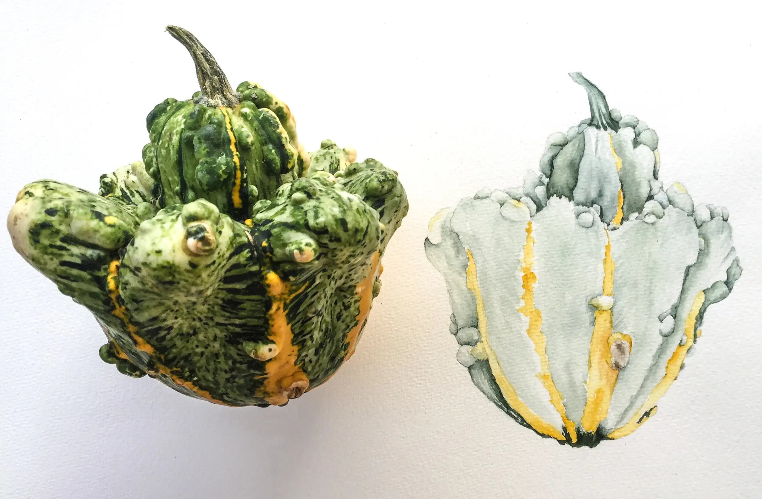  Die Vielfalt der botanischen Illustration Bild 6