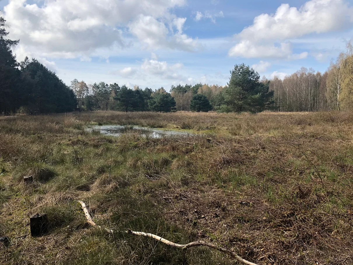 Das Teufelsmoor: Moorschutz ist Klimaschutz.  - Zukunft für Natur, Kultur und Landwirtschaft als Modell für Europa  Bild 1