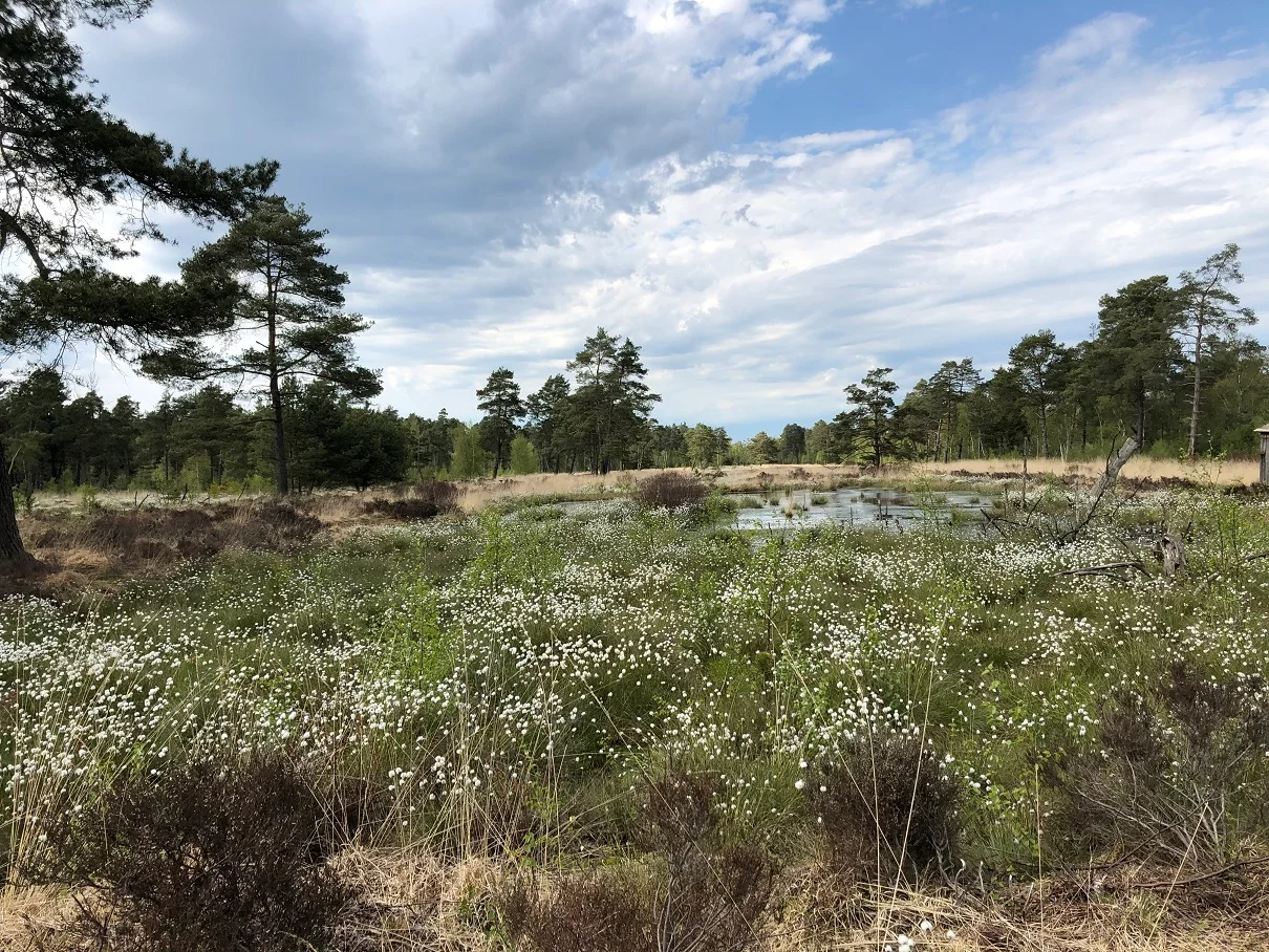 Moor, Klima, Mensch: Perspektiven im Teufelsmoor Ein Bildungsurlaub zu Naturschutz, Kulturlandschaft und nachhaltiger Entwicklung Bild 1
