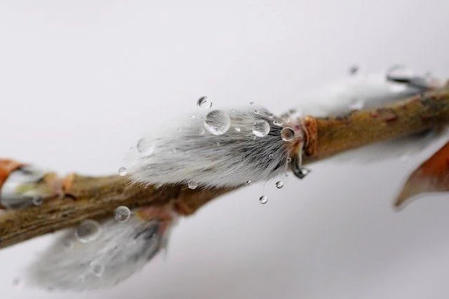 Der Wind in den Weiden Bild 1