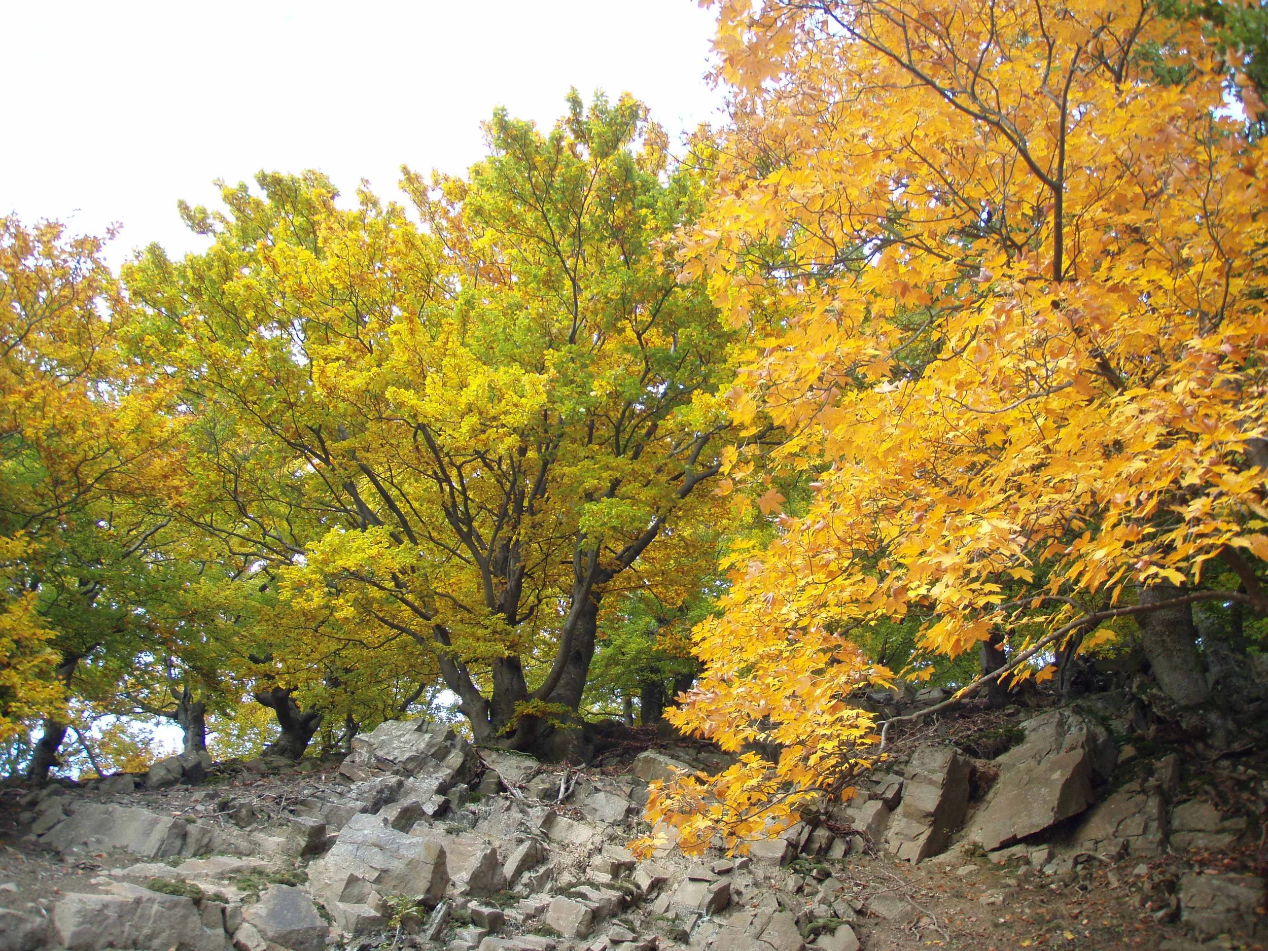 Nationalpark Kellerwald - Wildnis im Buchenwald und UNESCO-Weltnaturerbe Bild 1