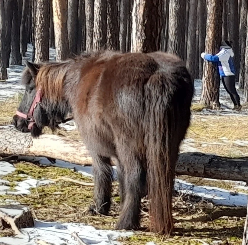 Resilienzbildung durch Naturerfahrungen und Pferde Bildungsurlaub bei Berlin Bild 2