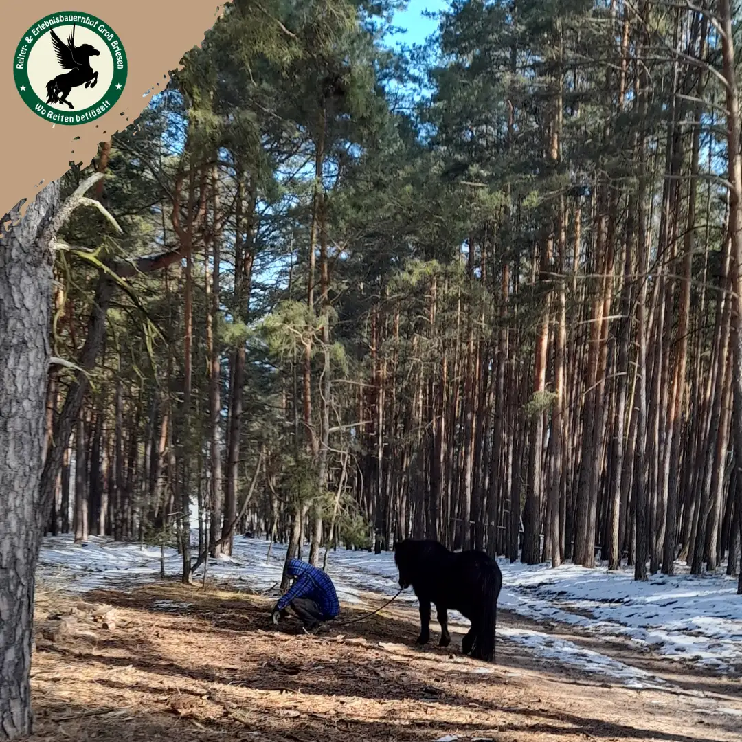 Resilienzbildung durch Naturerfahrungen und Pferde Bildungsurlaub bei Berlin Bild 1