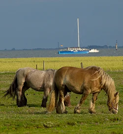 Gewaltfreie Kommunikation als Basis für ein klares, einfühlsames und wirksames Miteinander im Beruf Bild 4