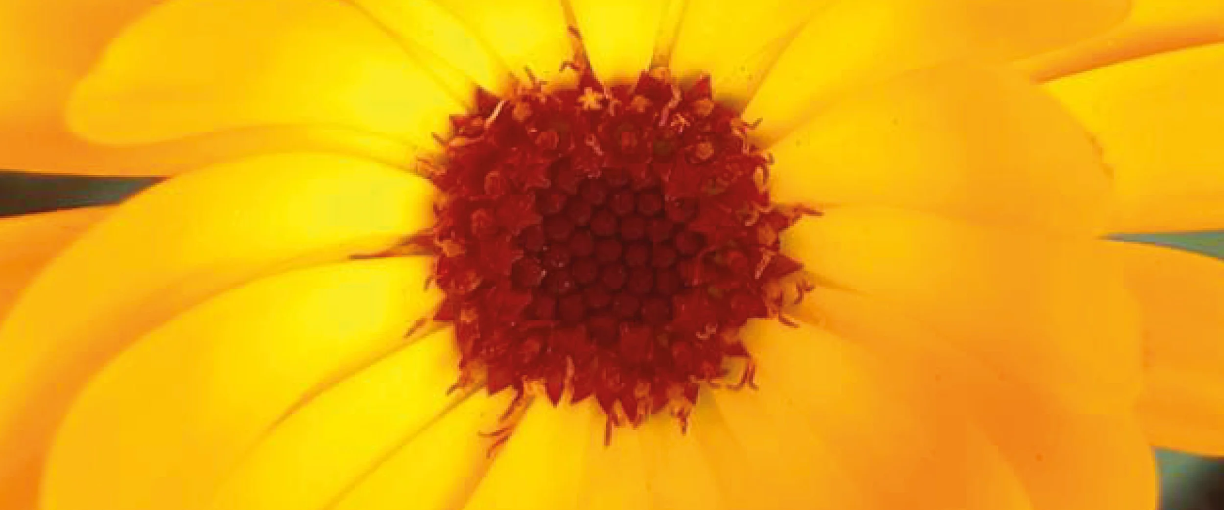 Embodiment - Praxis für Lebendigkeit (im Ökodorf Sieben Linden) Bild 1