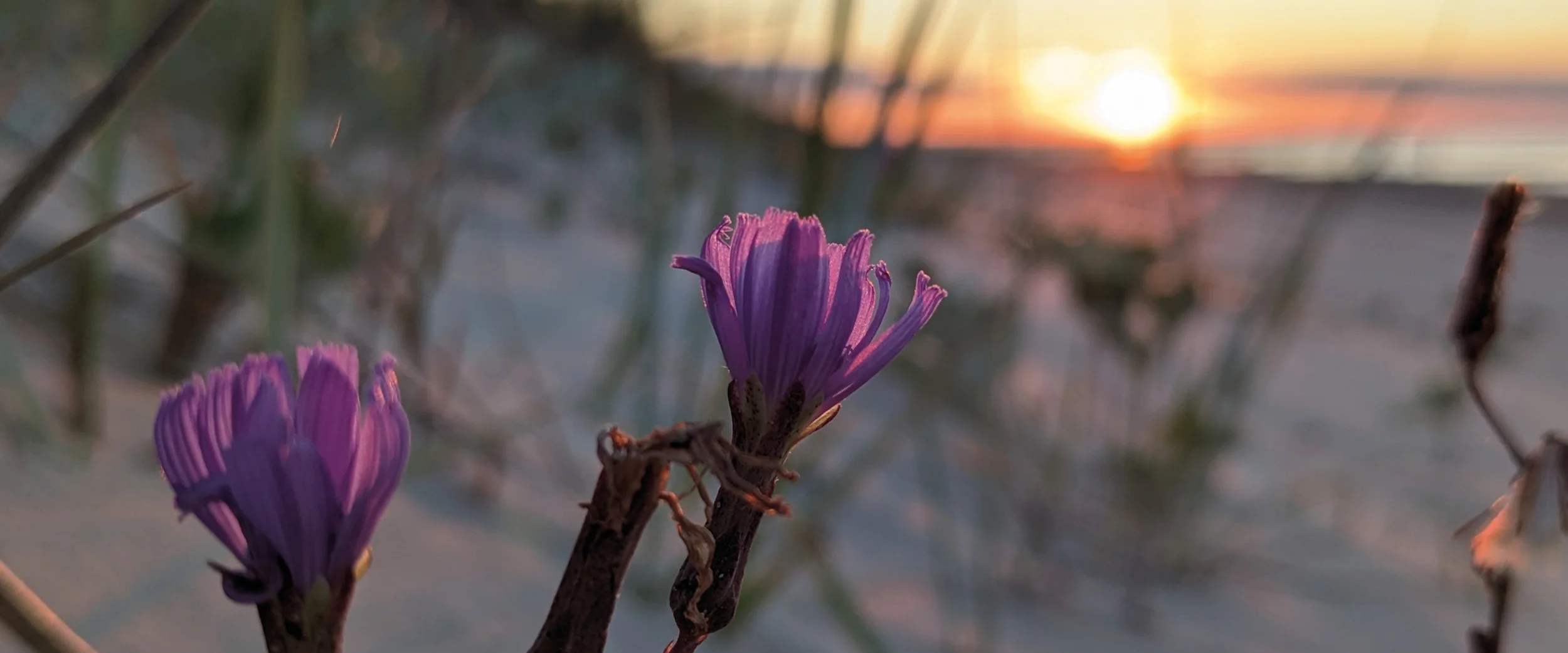 Aufblühen und unsere Zukunft gestalten (im Ökodorf Sieben Linden) Bild 1