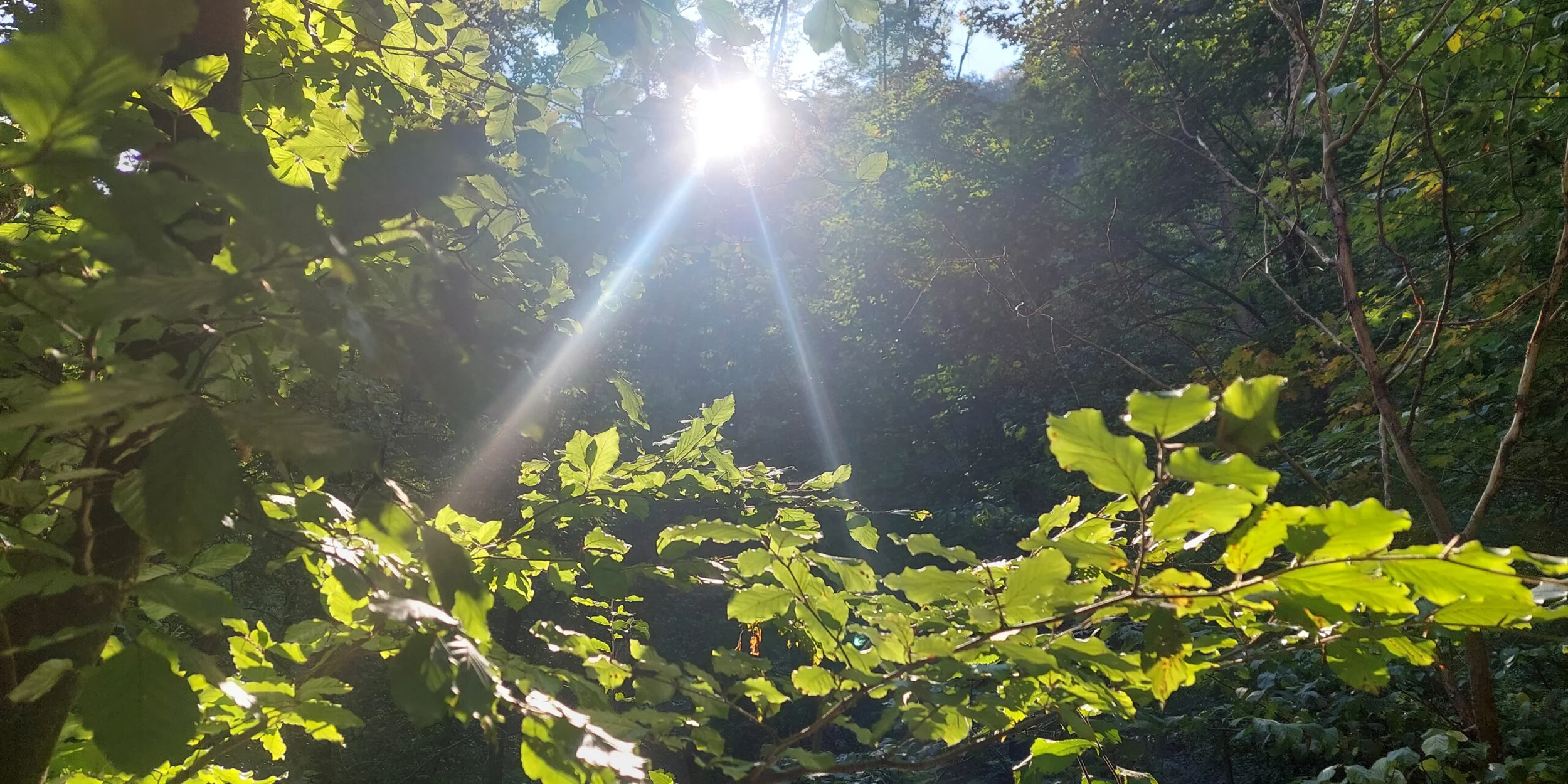 Resilienz im Berufsalltag mit sanftem Yoga, Meditation und Krafttraining/Rosenwaldhof (Havel) Bild 3
