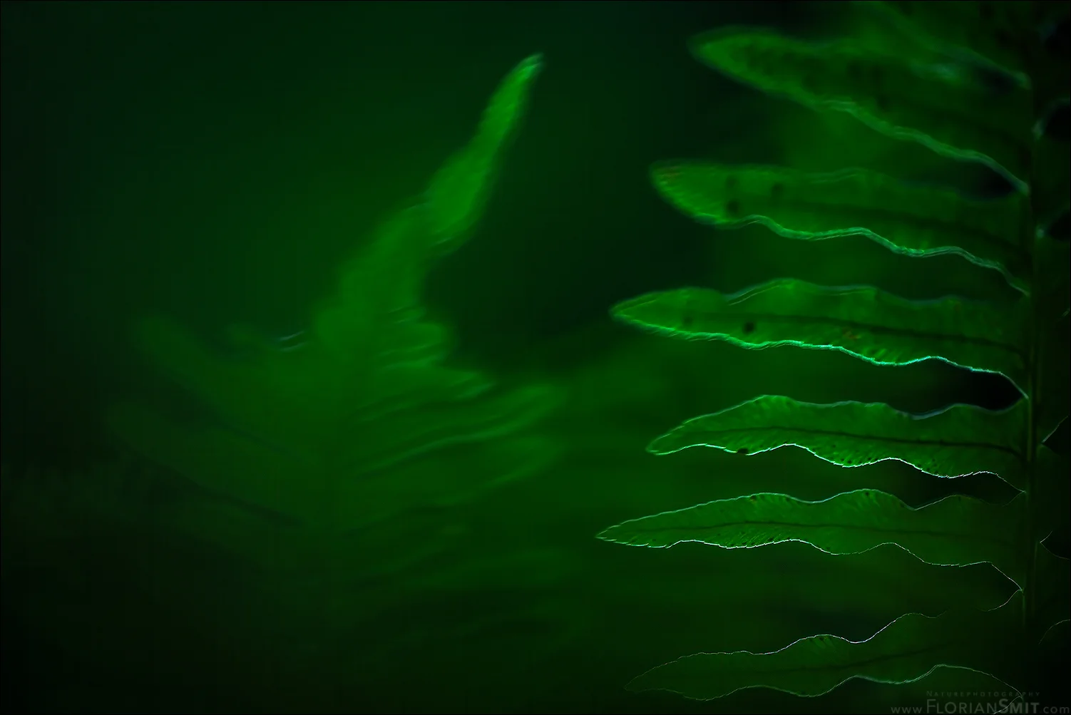 Grundlagen der Naturfotografie – sicher fotografieren, kreativ gestalten, fotografischen Blick erweitern Bild 2