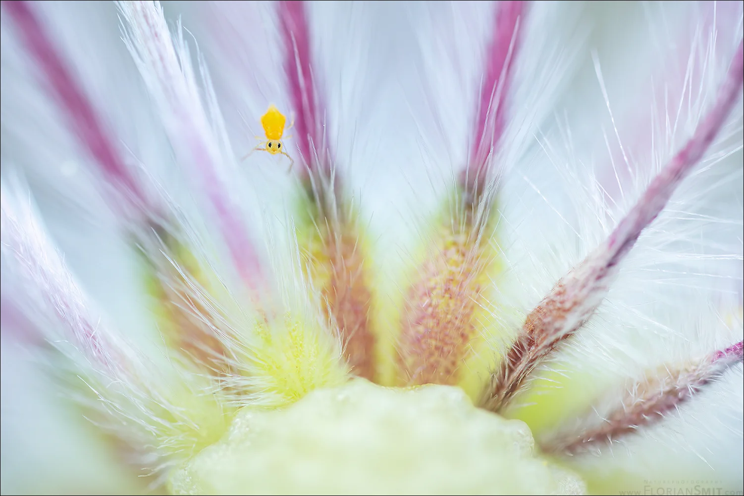 Grundlagen der Naturfotografie – sicher fotografieren, kreativ gestalten, fotografischen Blick erweitern Bild 1