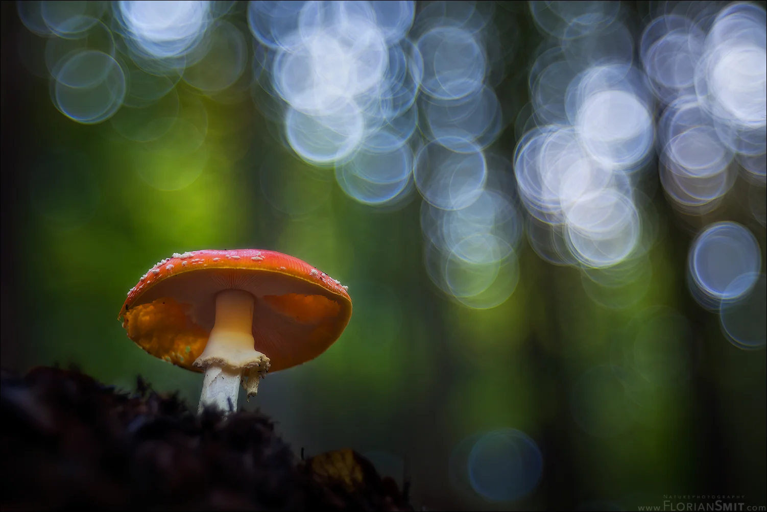  Konzeptionelle Naturfotografie – vom Einzelbild zur Serie: Gestaltung, Dramaturgie und Ausdruck Bild 1