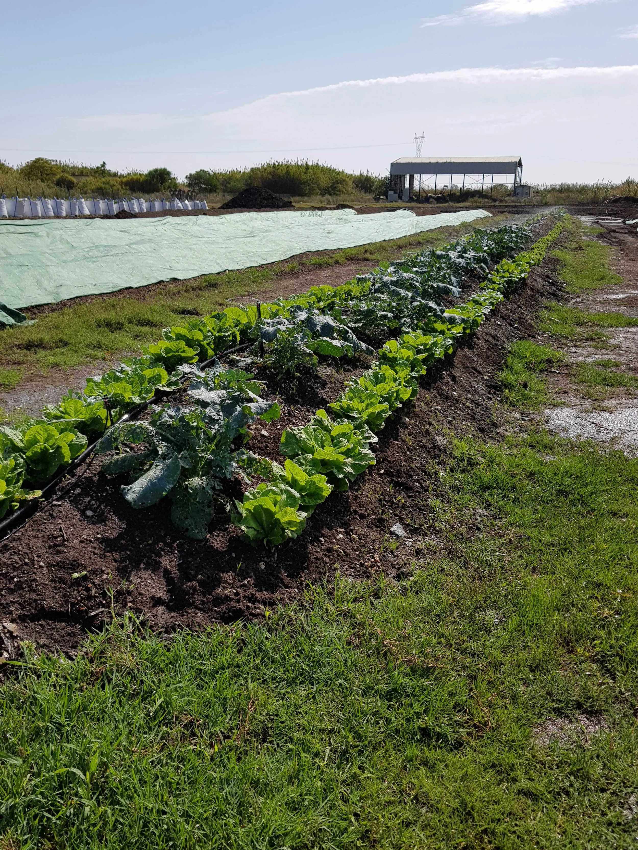 Neue Wege der Kompostierung und Humusgewinnung (im Ökodorf Sieben Linden) Bild 1