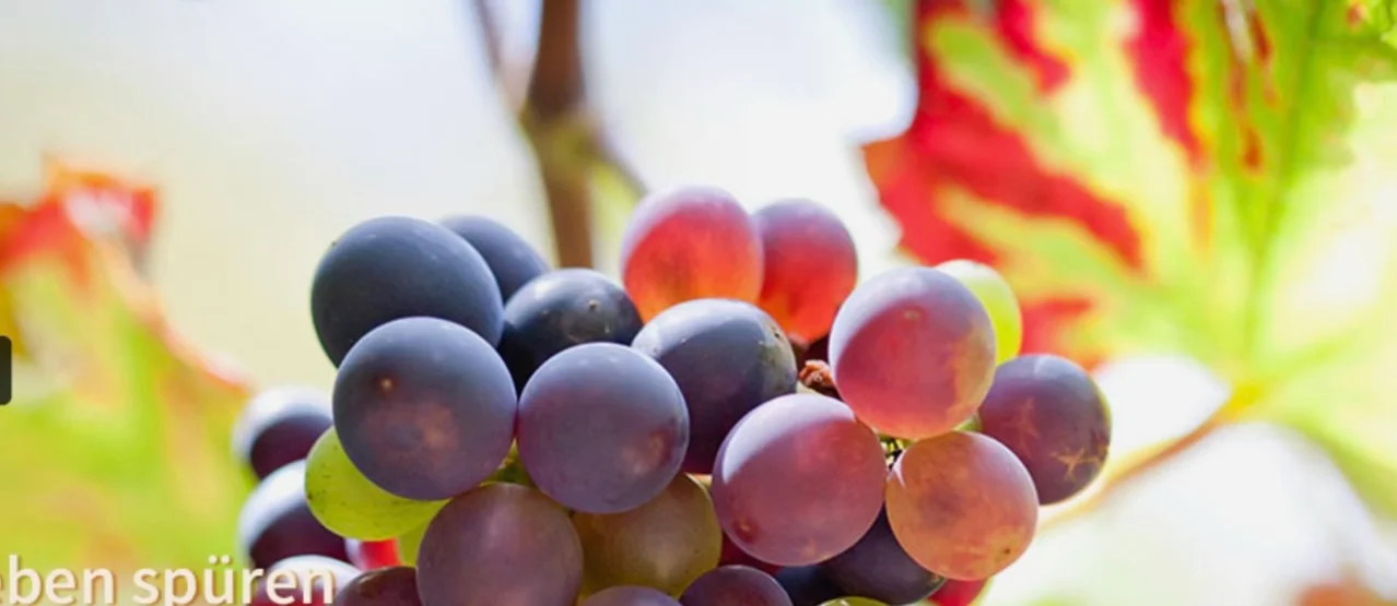 Work-Life-Design in der mediterranen Pfalz Anfang Oktober Bild 2