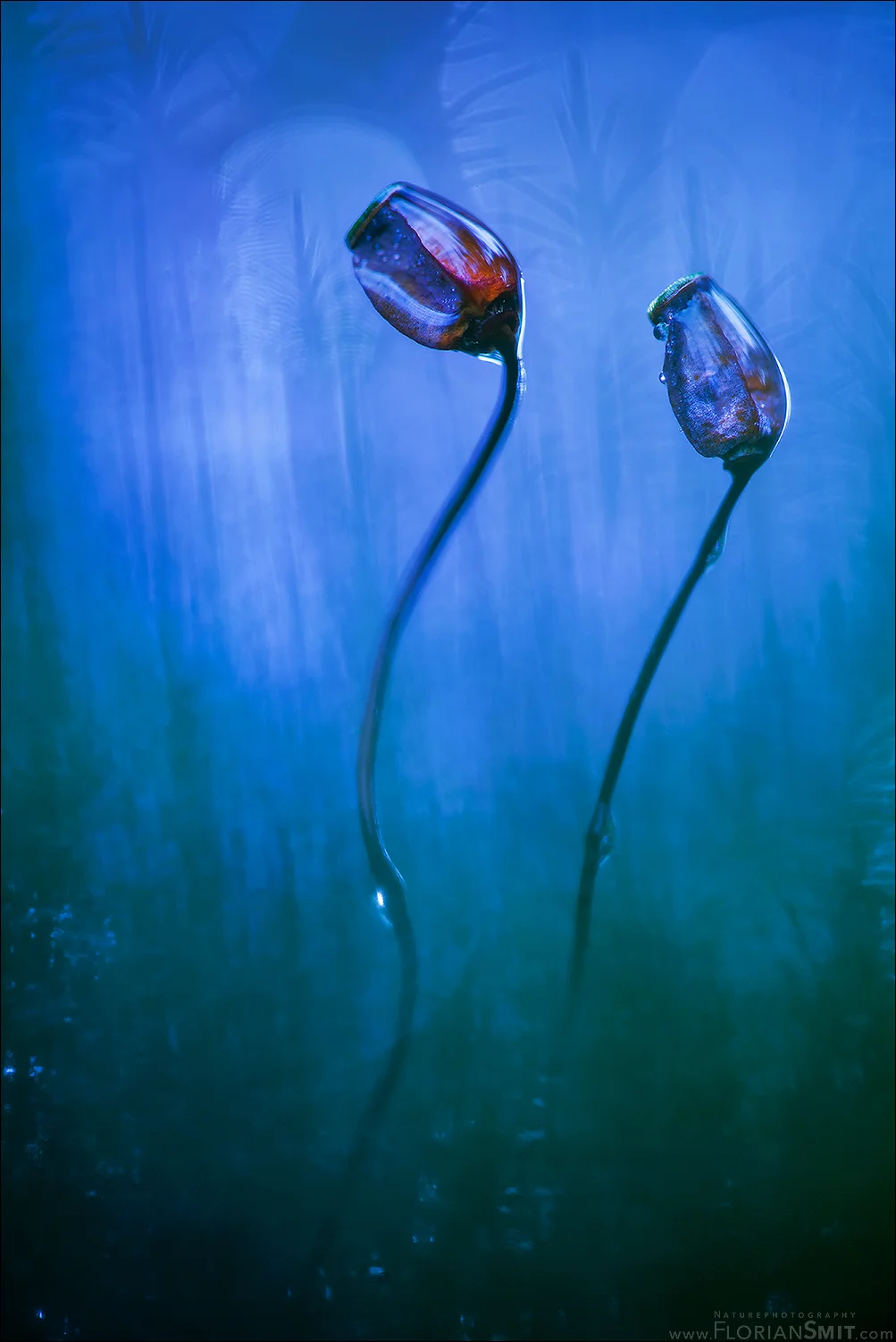 Grundlagen der Naturfotografie – sicher fotografieren, kreativ gestalten, fotografischen Blick erweitern Bild 1