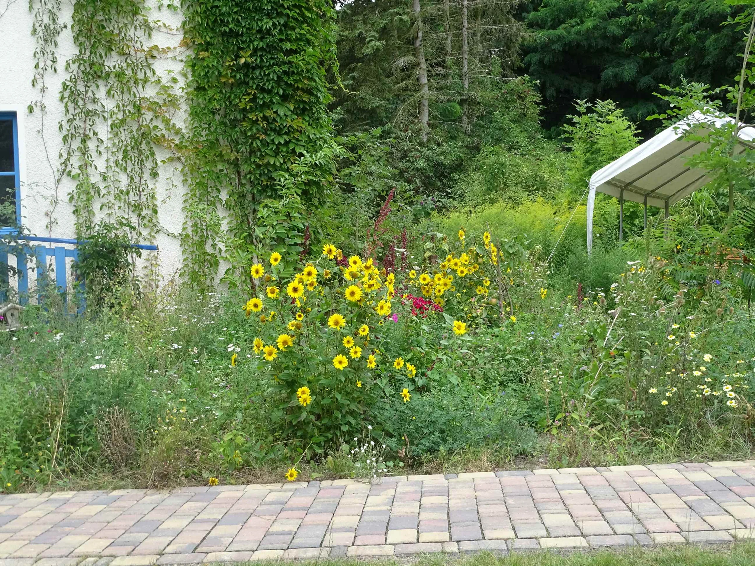 Heilmittel aus der Natur, Kräuter entdecken und verarbeiten Bild 1