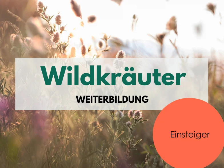 Wildkräuter für Einsteiger Bild 1