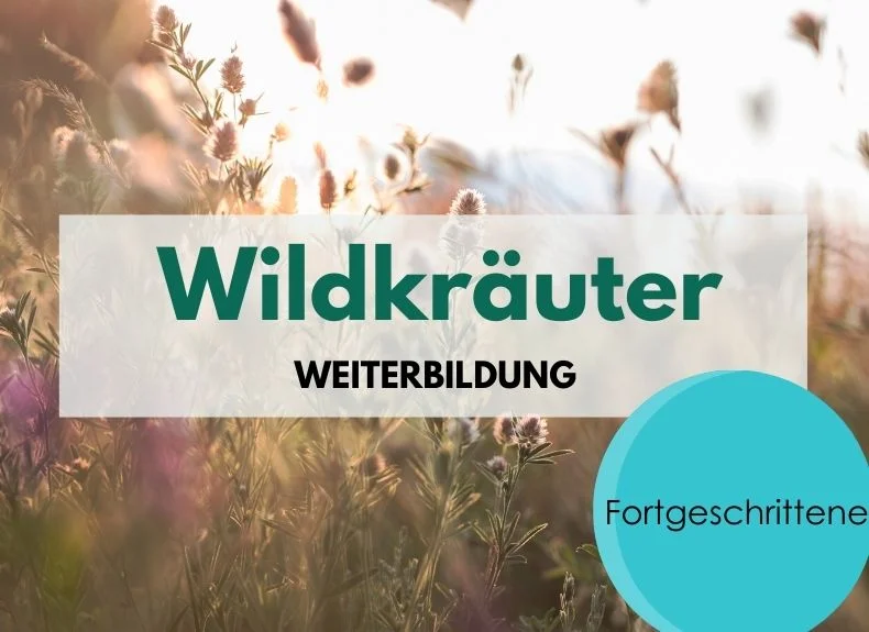 Wildkräuter für Fortgeschrittene Bild 1
