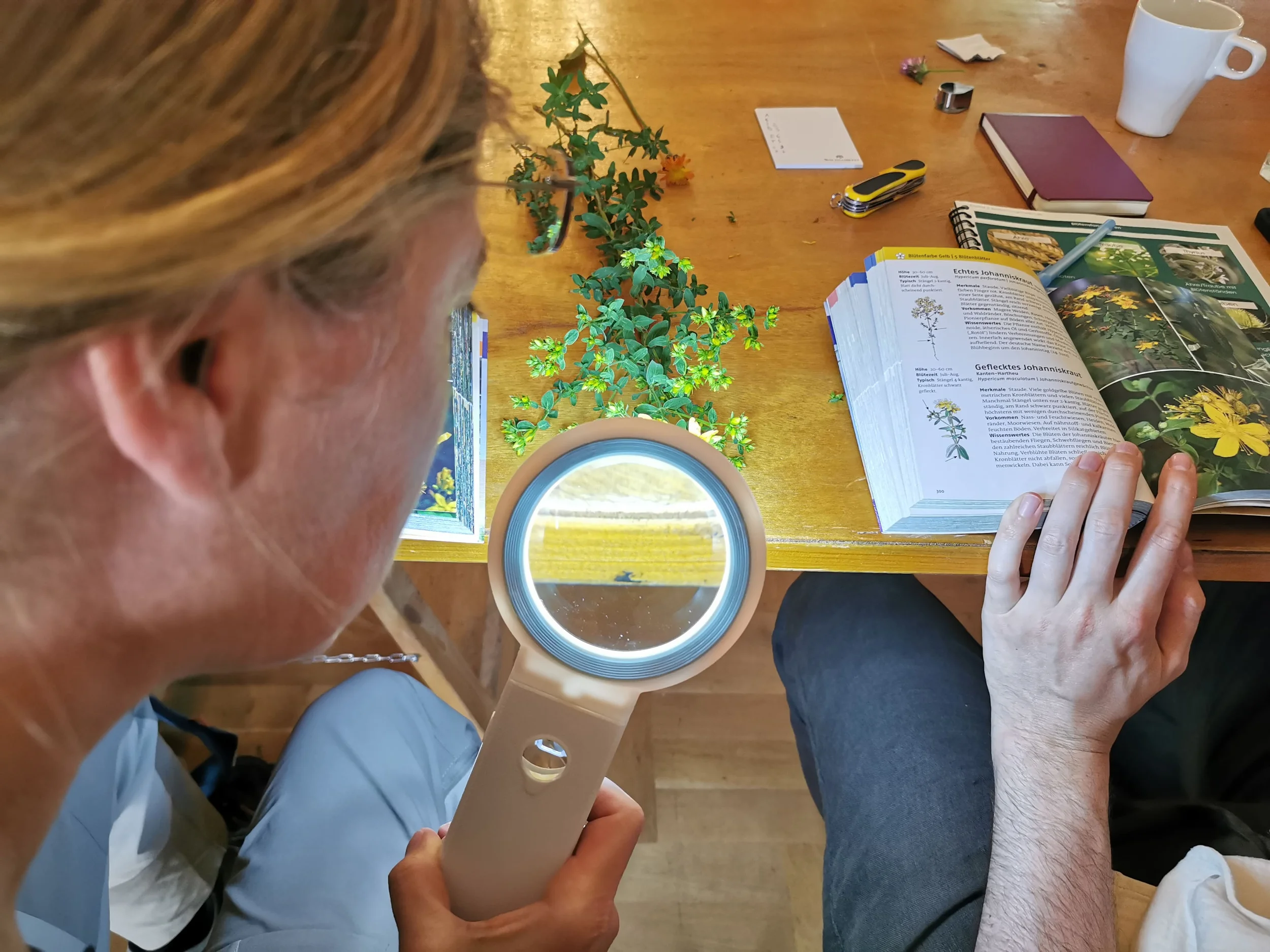 Wildkräuter für Fortgeschrittene Bild 2