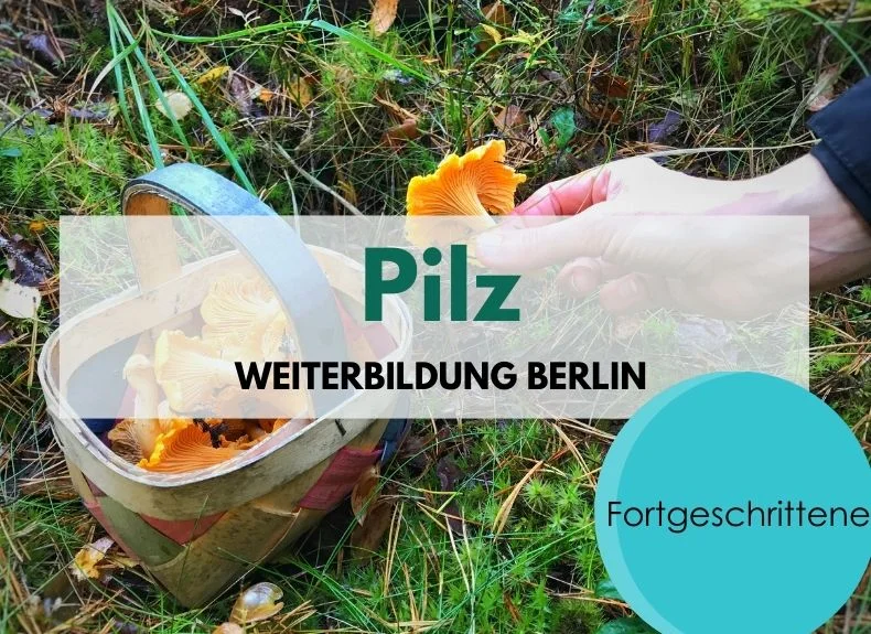 Pilze für Fortgeschrittene Bild 1
