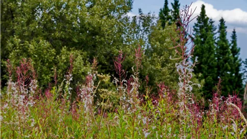 Gartenkultur im Wandel – Grünräume zwischen Tradition und Moderne Bild 2