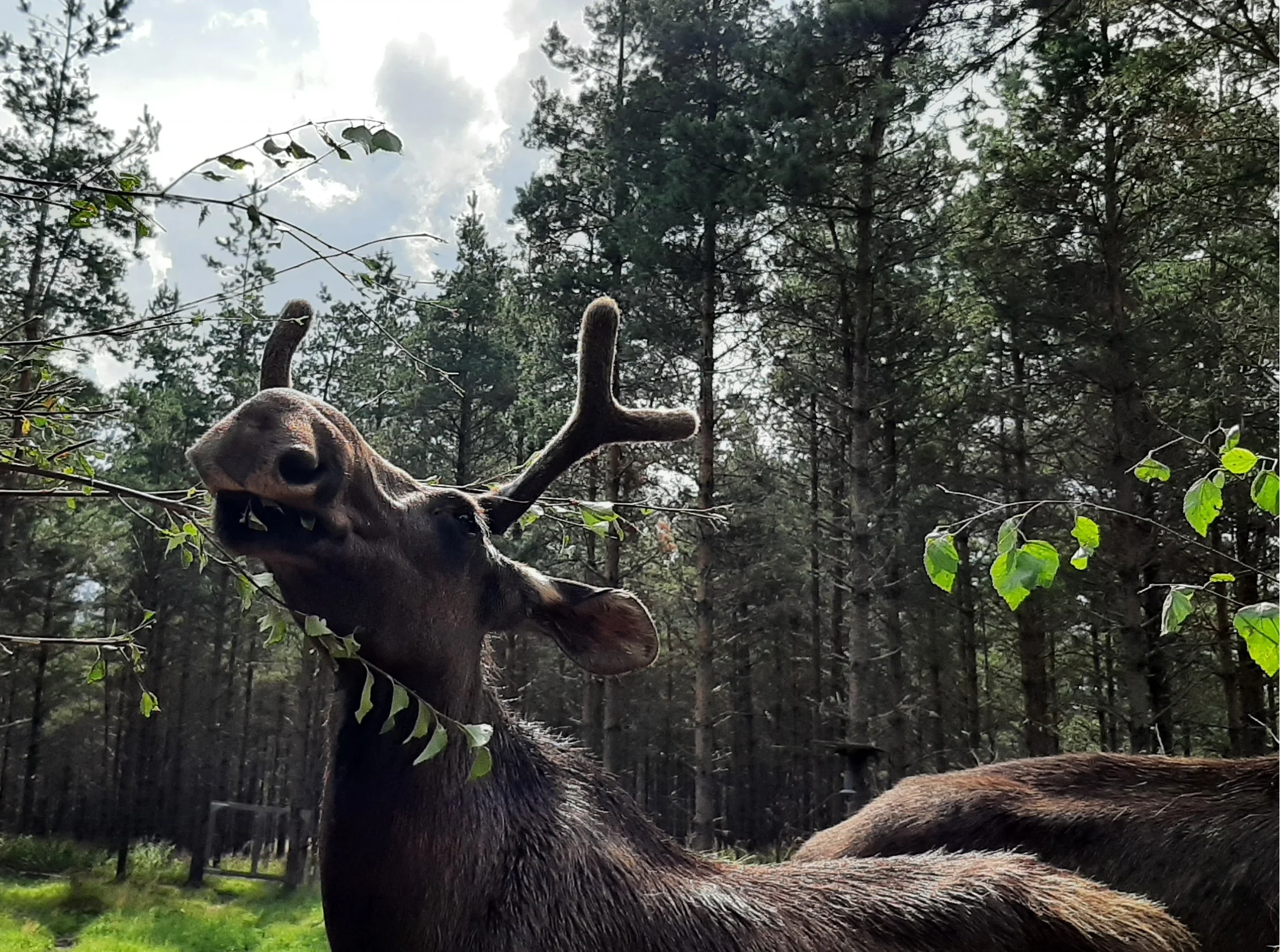 Schwedisch intensiv II - leichte Vorkenntnisse Bild 1