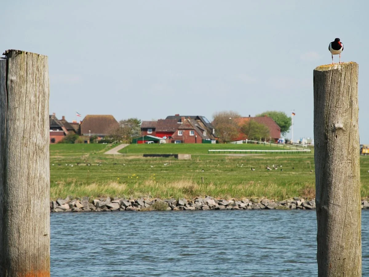 Hooge. Landunter? Halligen im Nationalpark Schleswig-Holsteinischen Wattenmeer. Bild 2