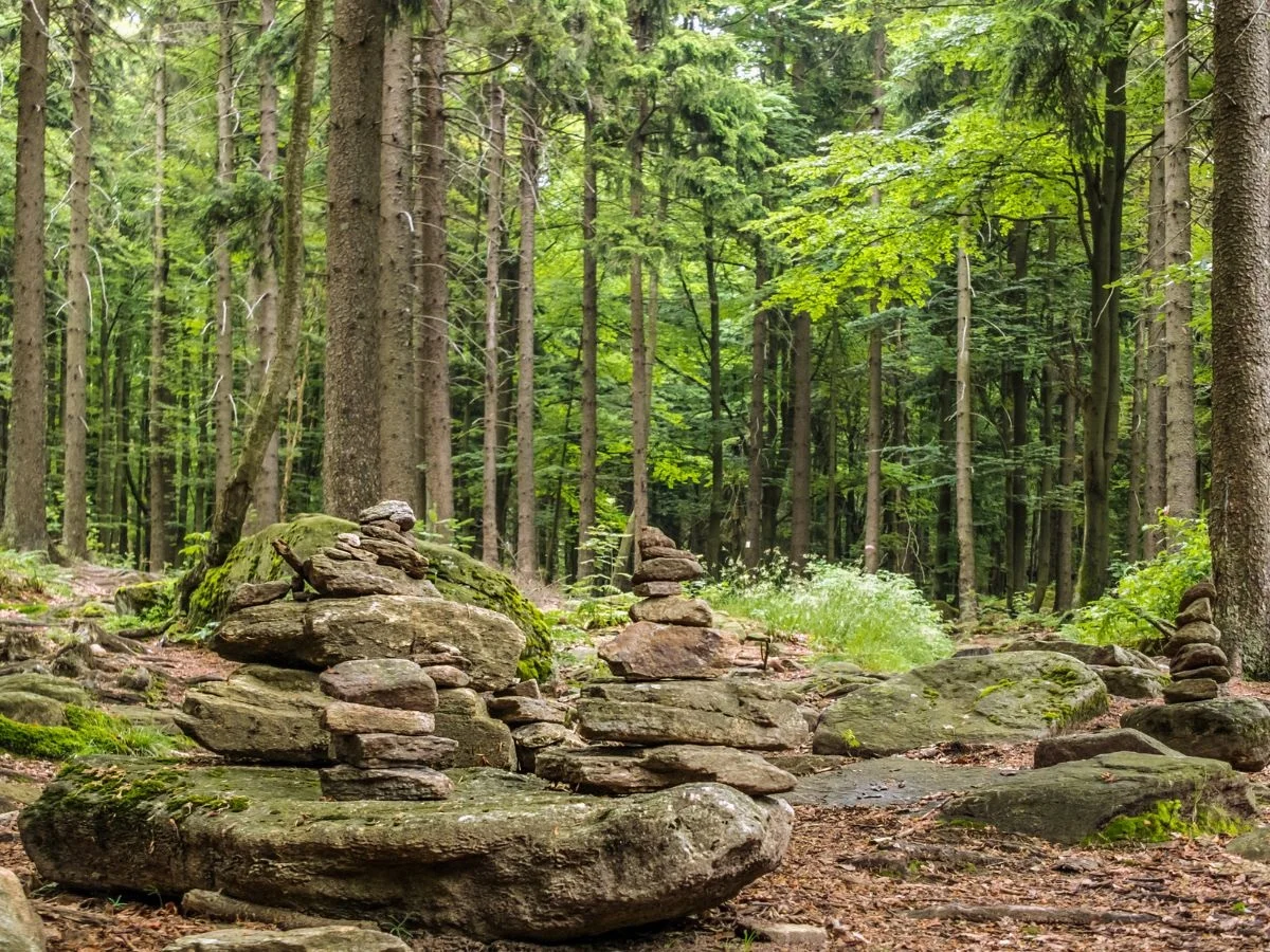 Bayerischer Wald. Auf dem Weg zum Urwald. Naturschutz im Nationalpark. Bild 2