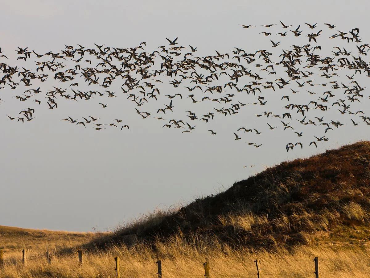 Langeoog. Gefahren beim Vogelzug - Der Mensch, das Klima und die Zugvögel. Bild 2