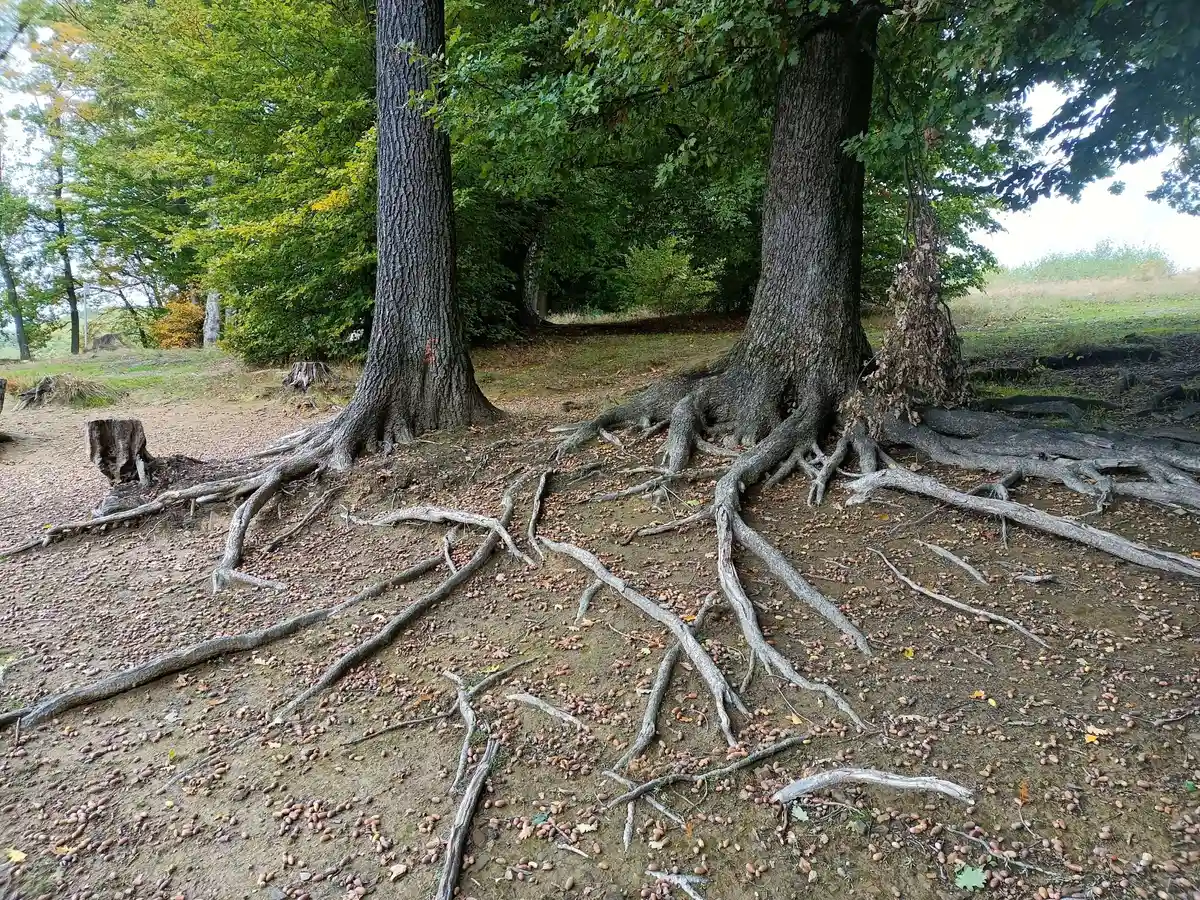 Doktor Wald: Waldbaden und Waldatmen für (beruflich) stark beanspruchte Menschen Bild 2