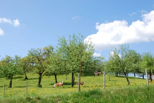 Das Oberschwäbische Allgäu – Entwicklung und Erhalt einer Kulturlandschaft zwischen Tradition und Zukunft - Frühlingserwachen im Allgäu Bild 1