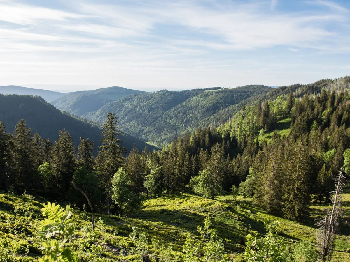 Schwarzwald. Ein Nationalpark in der Klimakrise - Die Natur retten, um uns selbst zu retten. Bild 1