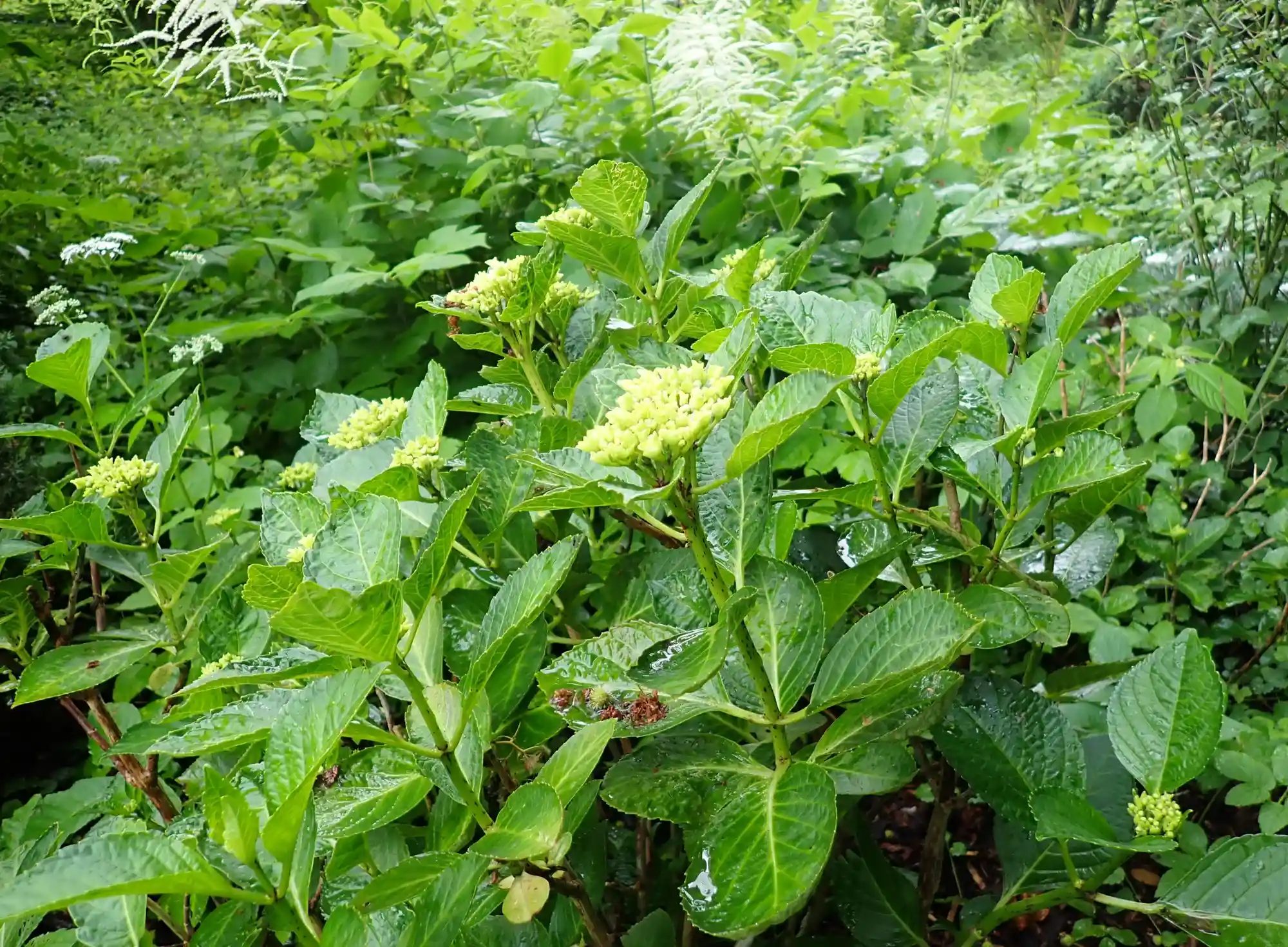 Kräuterapotheke selbst gemacht - im Kloster! Bild 3