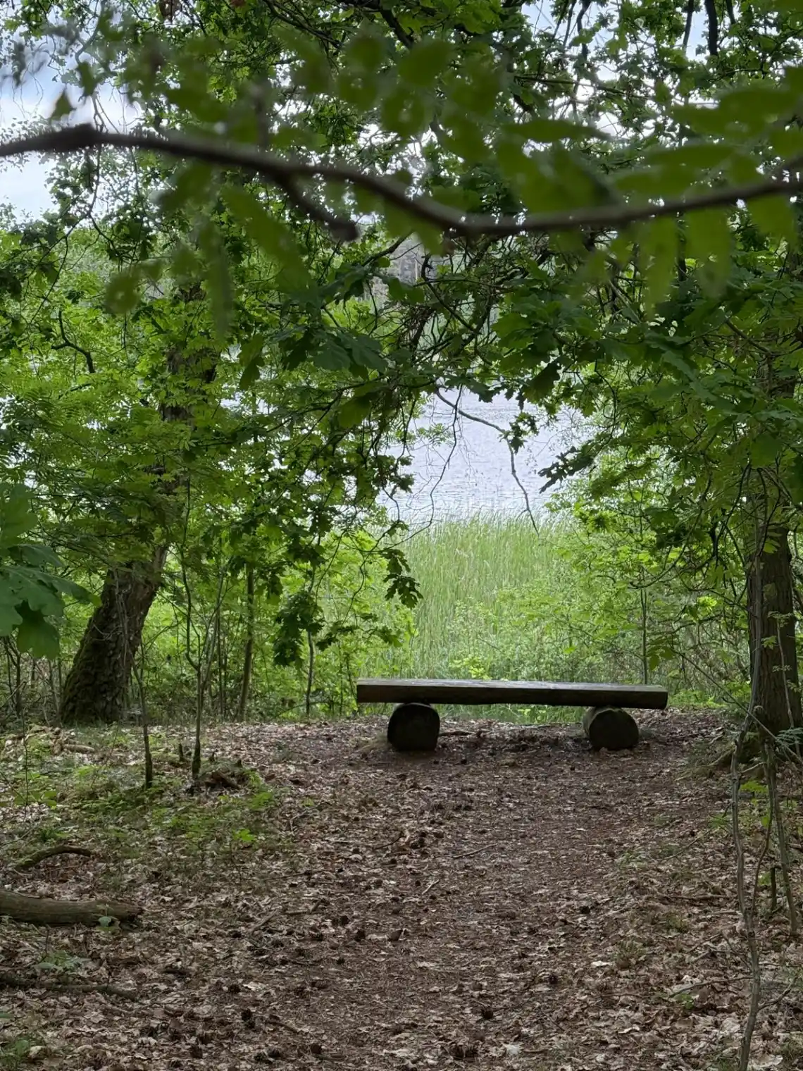 Wandern im Müritz-Nationalpark: Fitbleiben im Beruf - Gesundheitskompetenz für erfahrene Berufstätige durch Ernährung, Bewegung, Stressprävention und Yoga im Weltnaturerbe an der Müritz! Bild 2