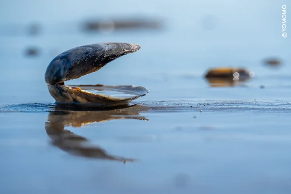 Zeitlos am Meer: Achtsam fotografieren an der Ostsee – eine inspirierende Woche, in der Bilder zueinander finden Bild 2
