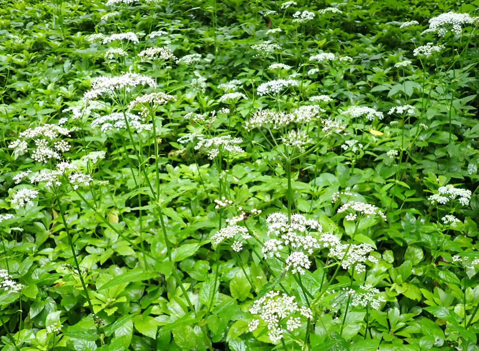 Kräuterapotheke selbst gemacht - im Kloster! Bild 3