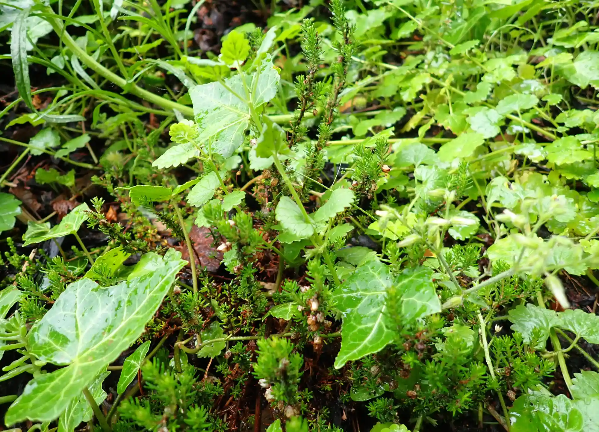 Die Wildkräuterwerkstatt - Gesundes für Küche und Kantine Bild 3