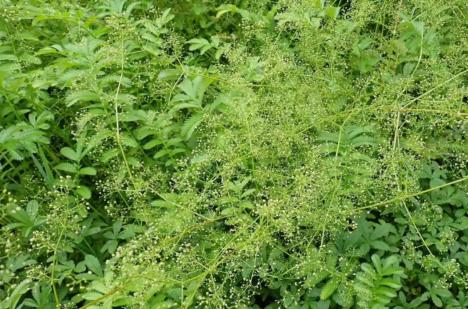 Die Wildkräuterwerkstatt - Gesundes für Küche und Kantine Bild 2