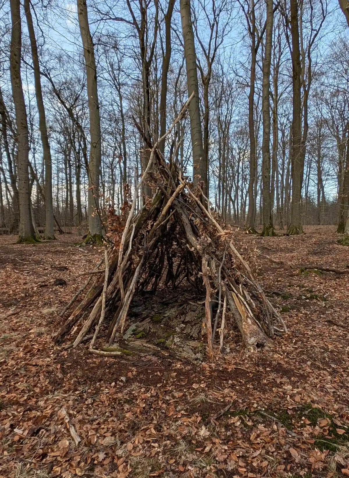 Der Wald als Lernort: Pädagogische Ansätze zu BNE Bild 2
