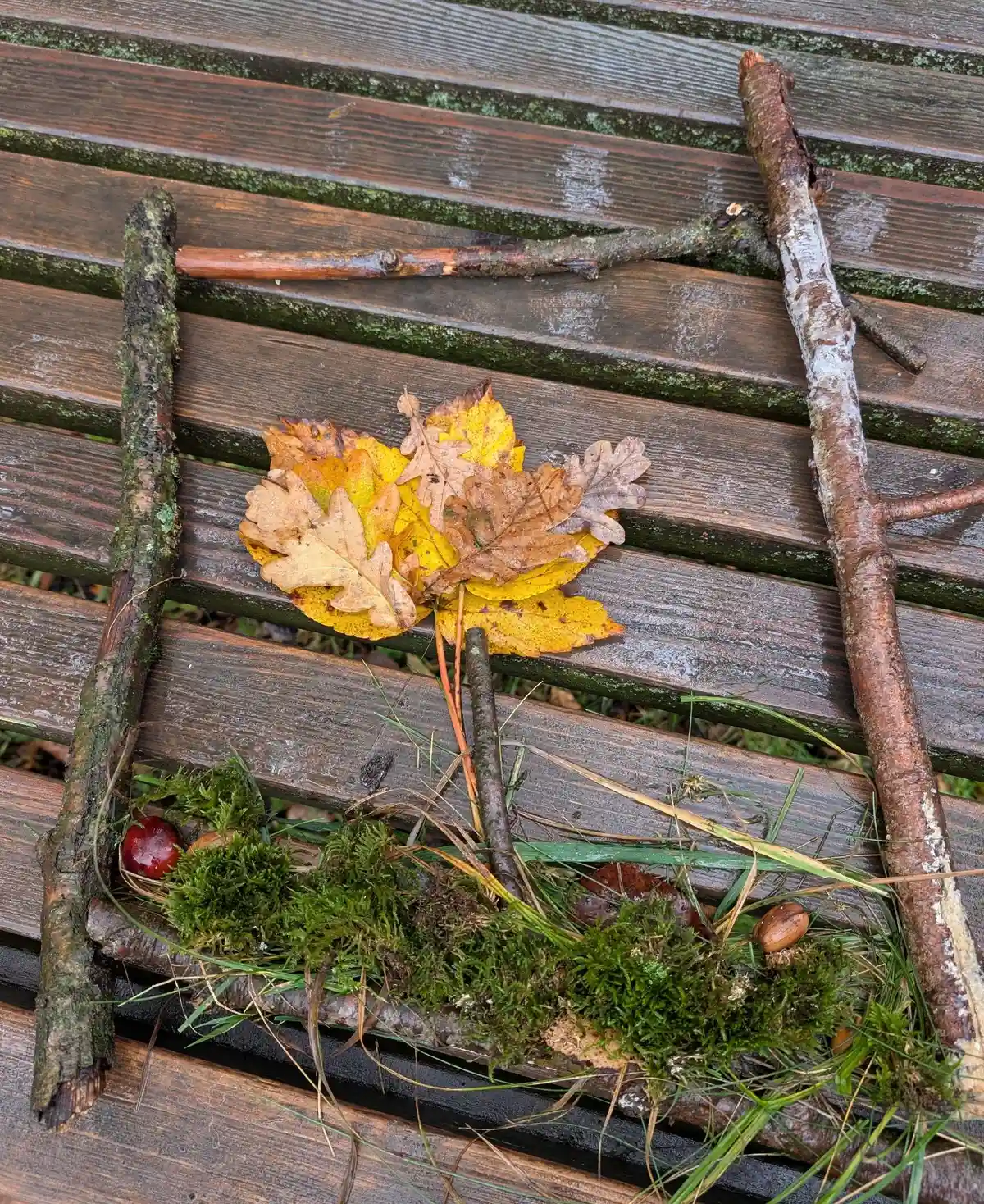 Der Wald als Lernort: Pädagogische Ansätze zu BNE Bild 1