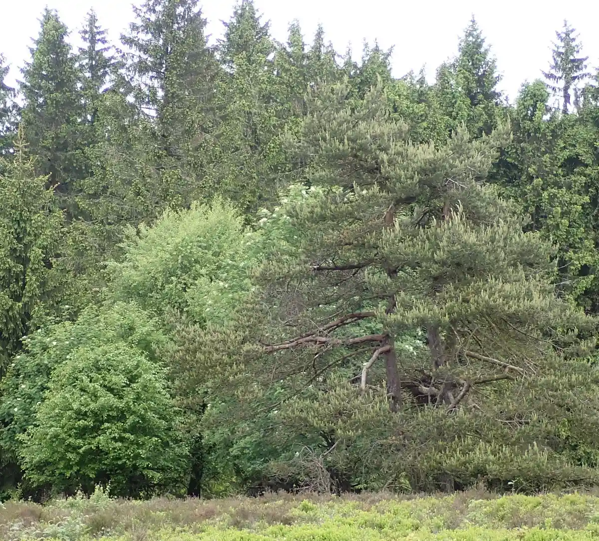 Alte Mythen und (Zauber-)Kräfte von wilden Kräutern, Sträuchern und Bäumen Bild 2