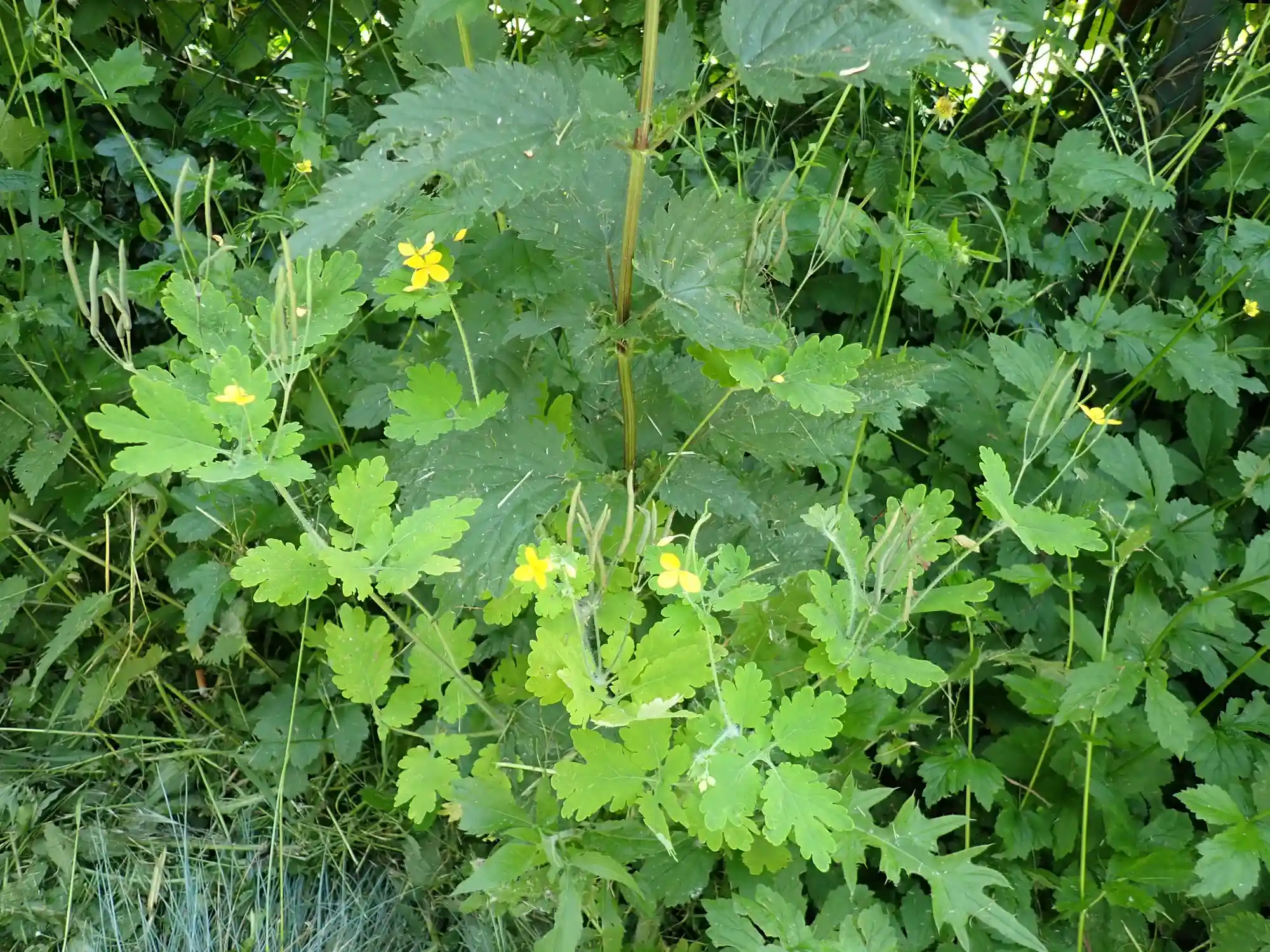 Alte Mythen und (Zauber-)Kräfte von wilden Kräutern, Sträuchern und Bäumen Bild 1