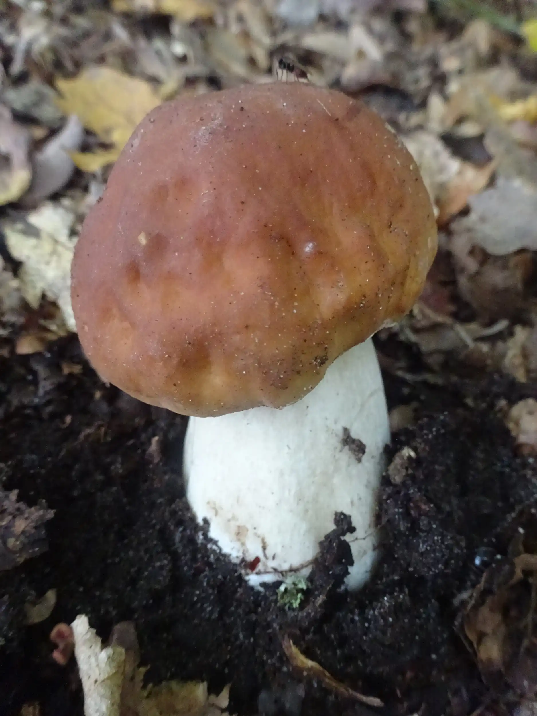 Die wunderbare Welt der Pilze Bild 1