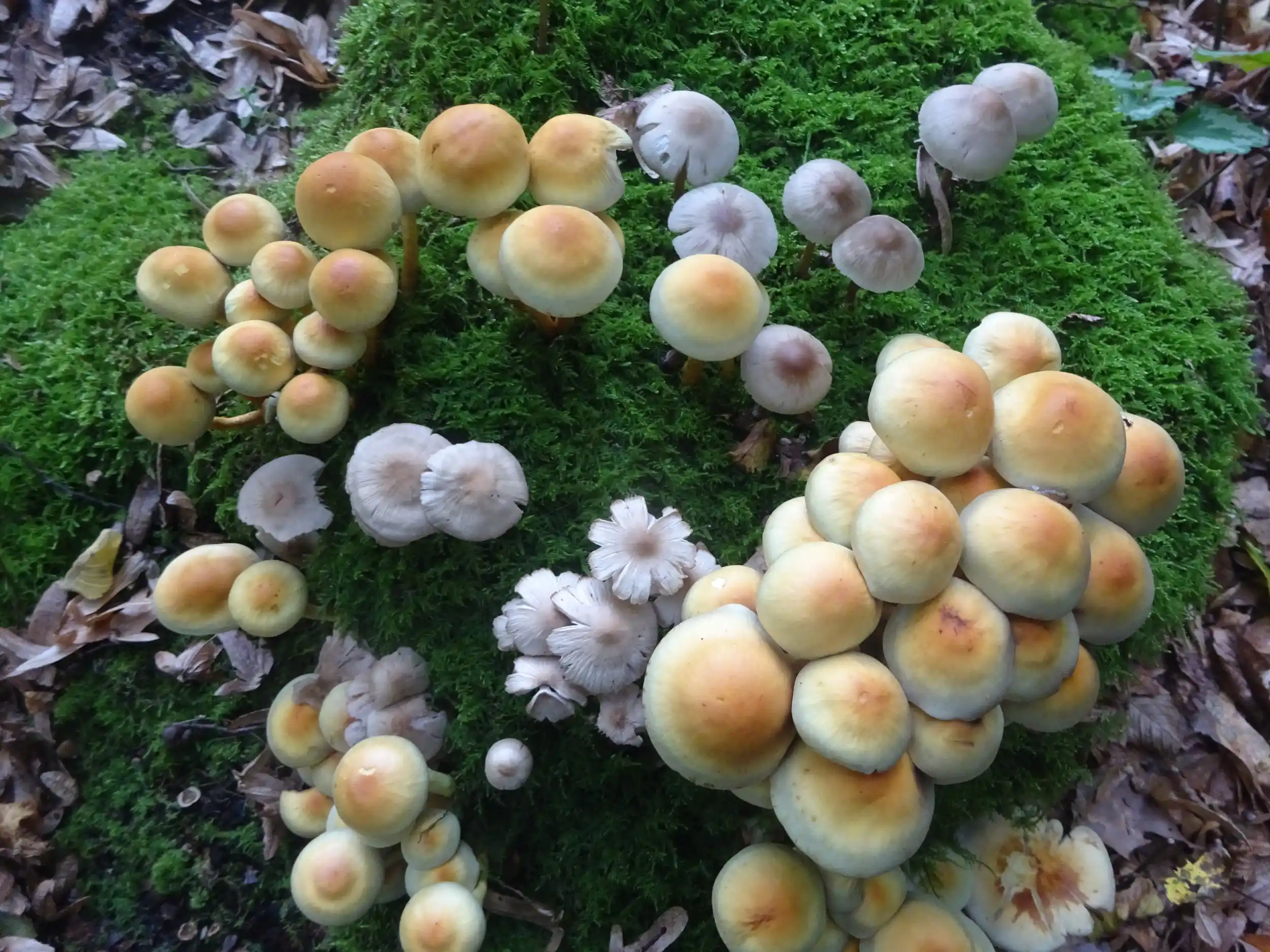 Die wunderbare Welt der Pilze Bild 2