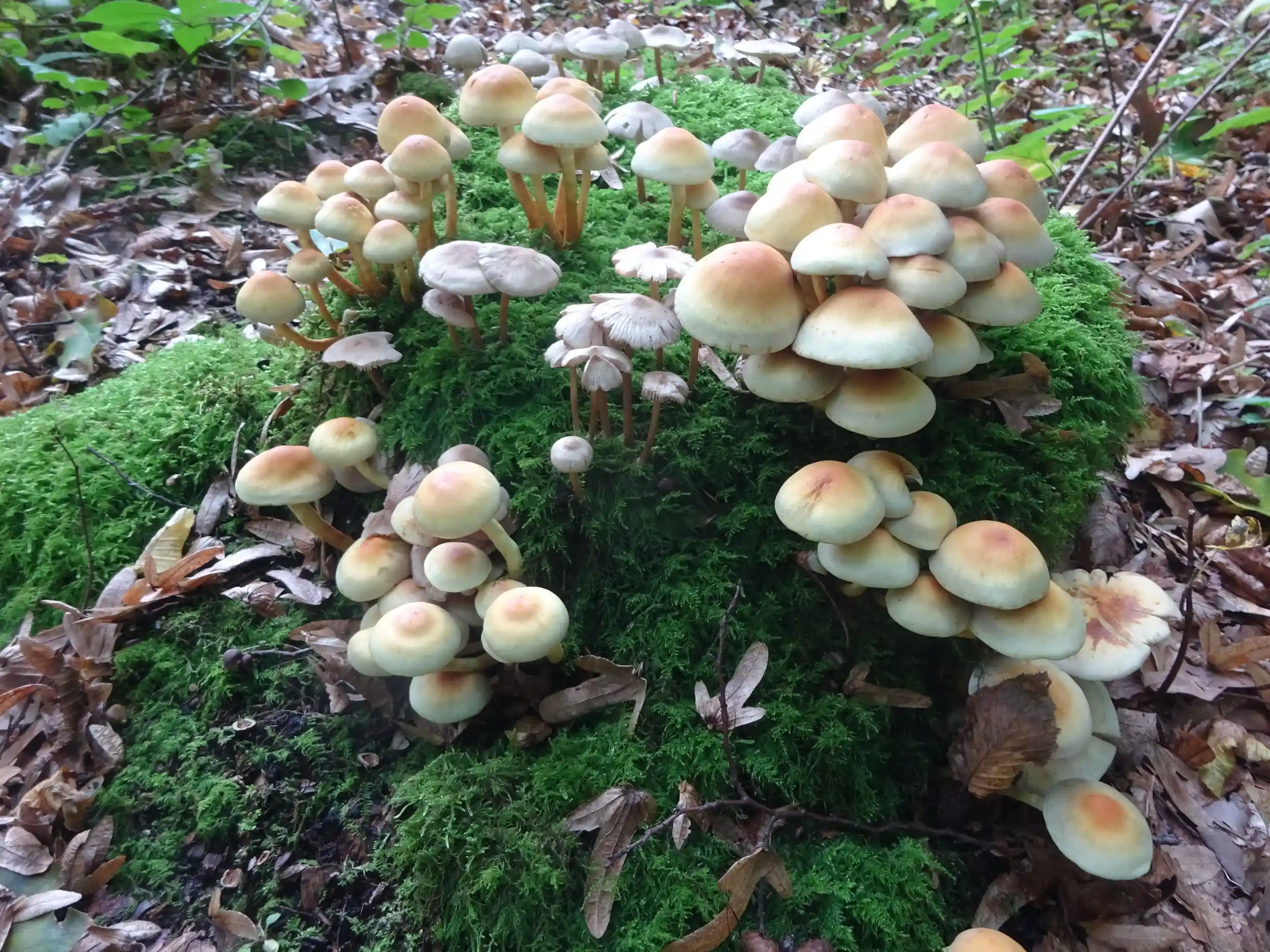 Die wunderbare Welt der Pilze Bild 1