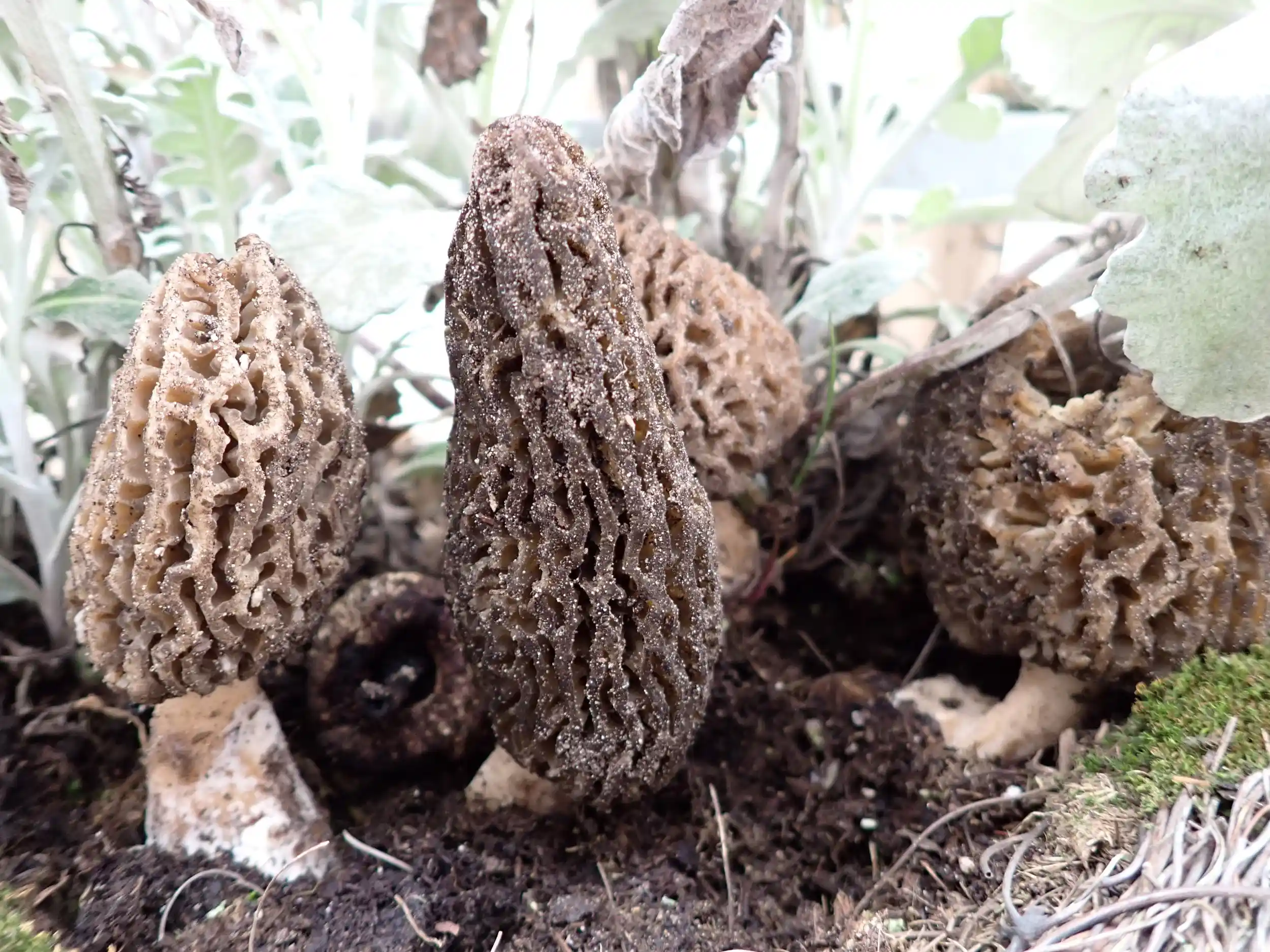 Die wunderbare Welt der Pilze Bild 2