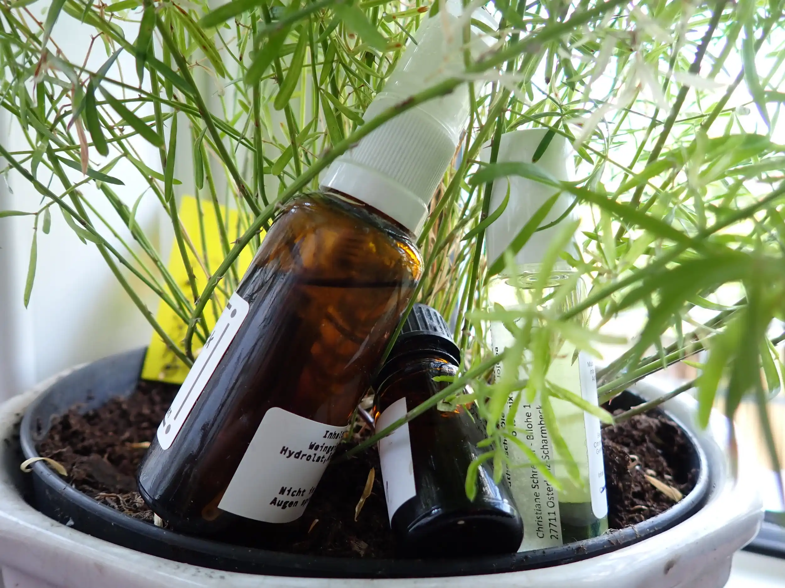 Aromatherapie: Natürlich gesund mit ätherischen Ölen Bild 1