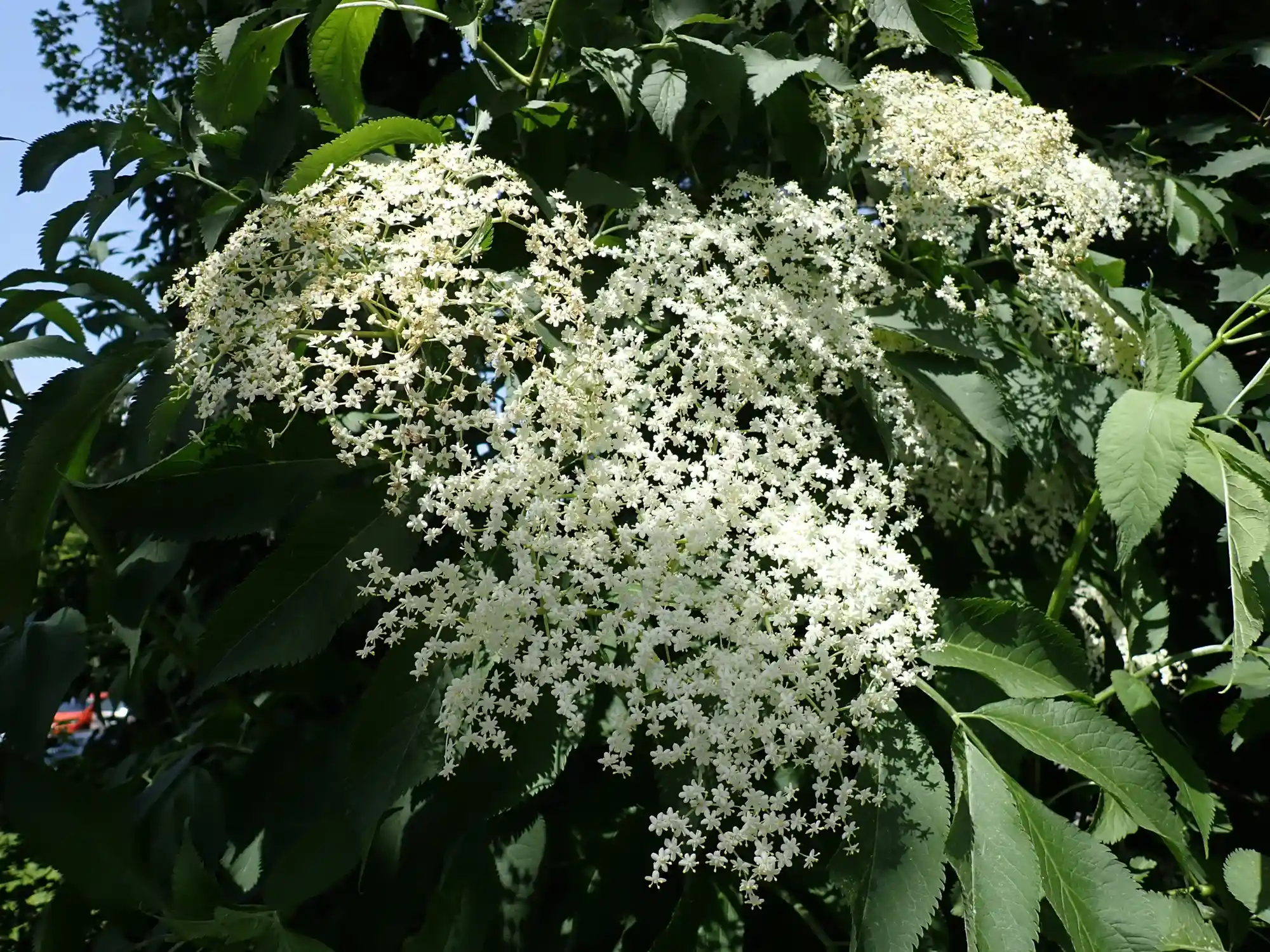 Altes Wissen neu entdecken: Salben, Cremes, Tinkturen und Öle selbst herstellen - im Kloster! Bild 1