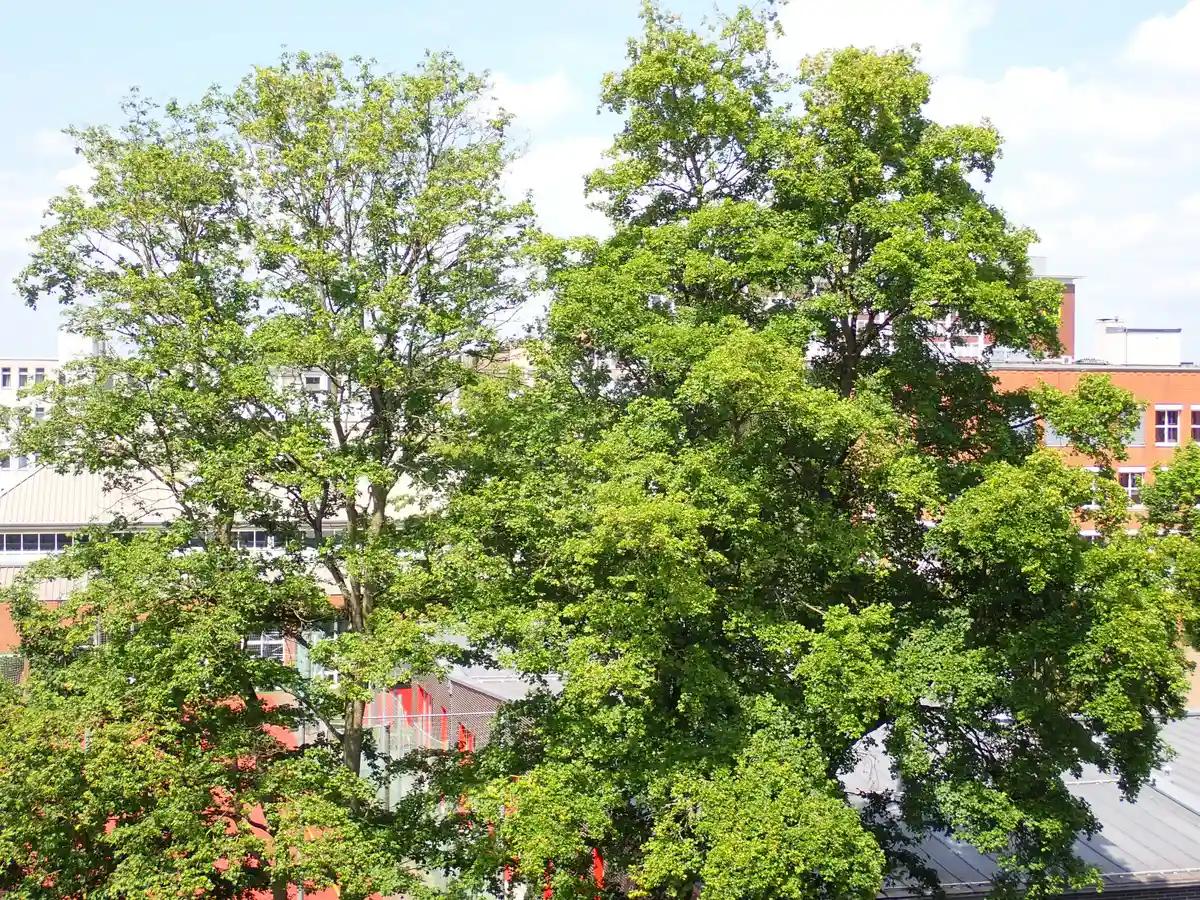 Mythos und Heilkraft der Bäume - im Kloster! Bild 2