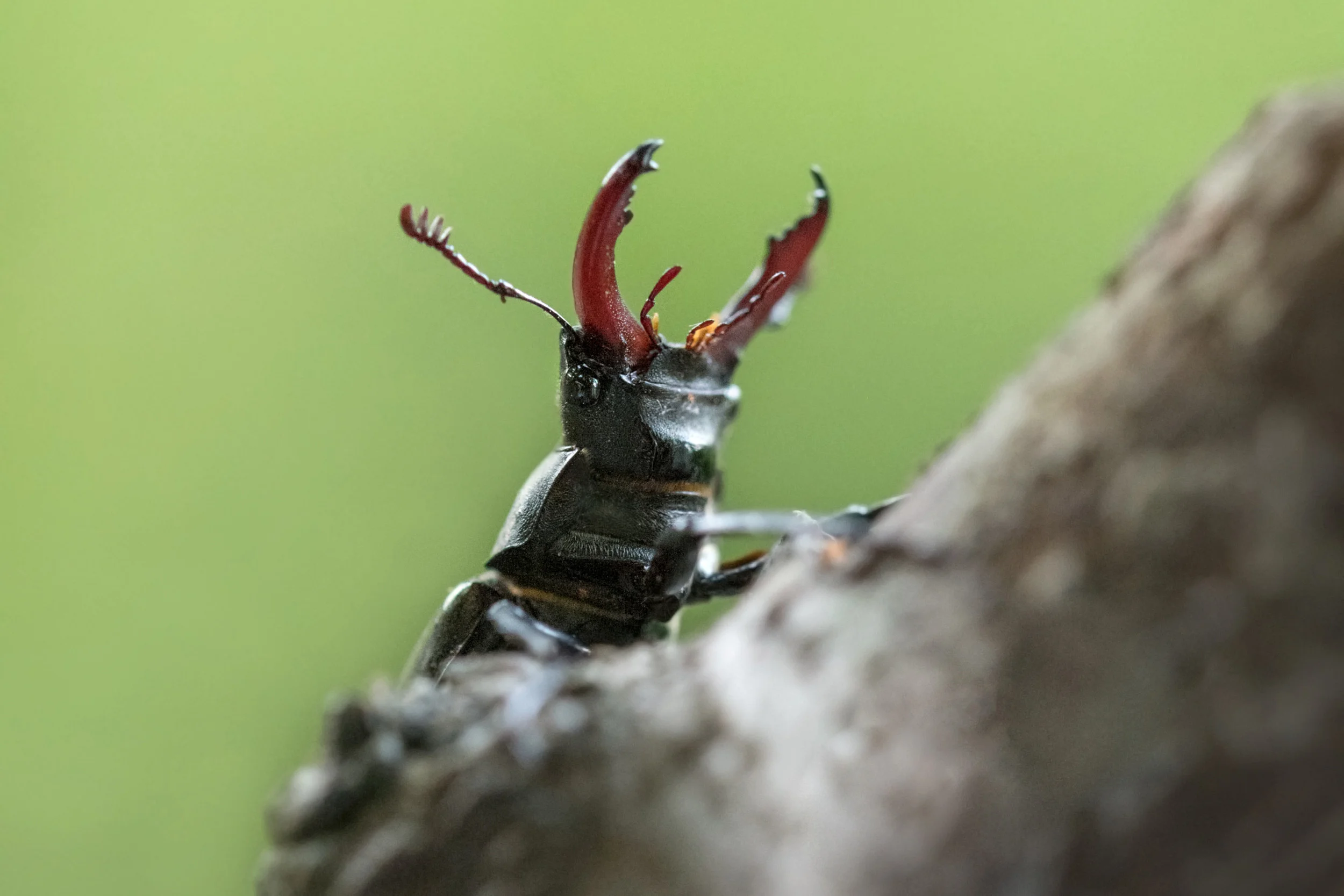Totholz: Schlüssel zur Artenvielfalt - Lebensräume im Wald entdecken, Natur fotografieren und Vielfalt fördern Bild 1