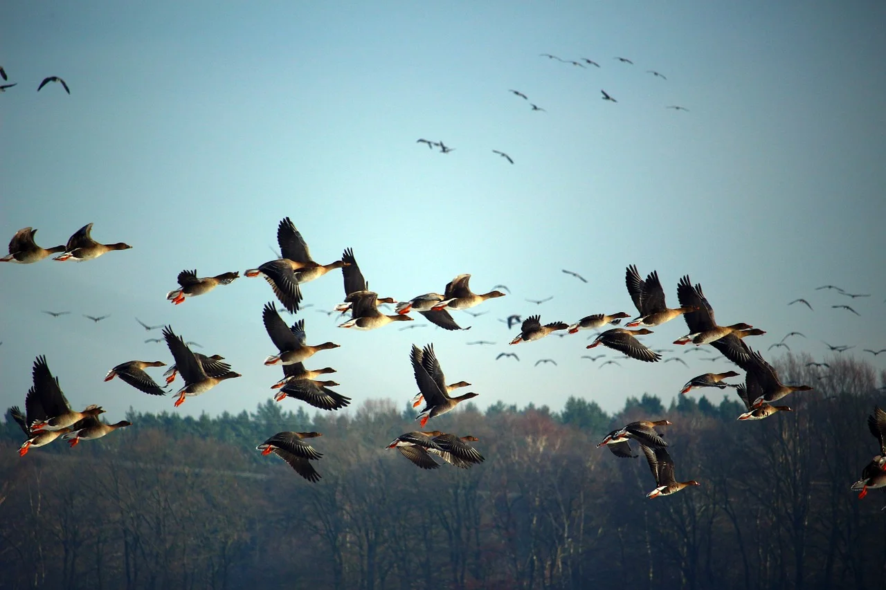 Die Vogelwelt Ostfrieslands im Konfliktfeld von Ökologie und Ökonomie Bild 2