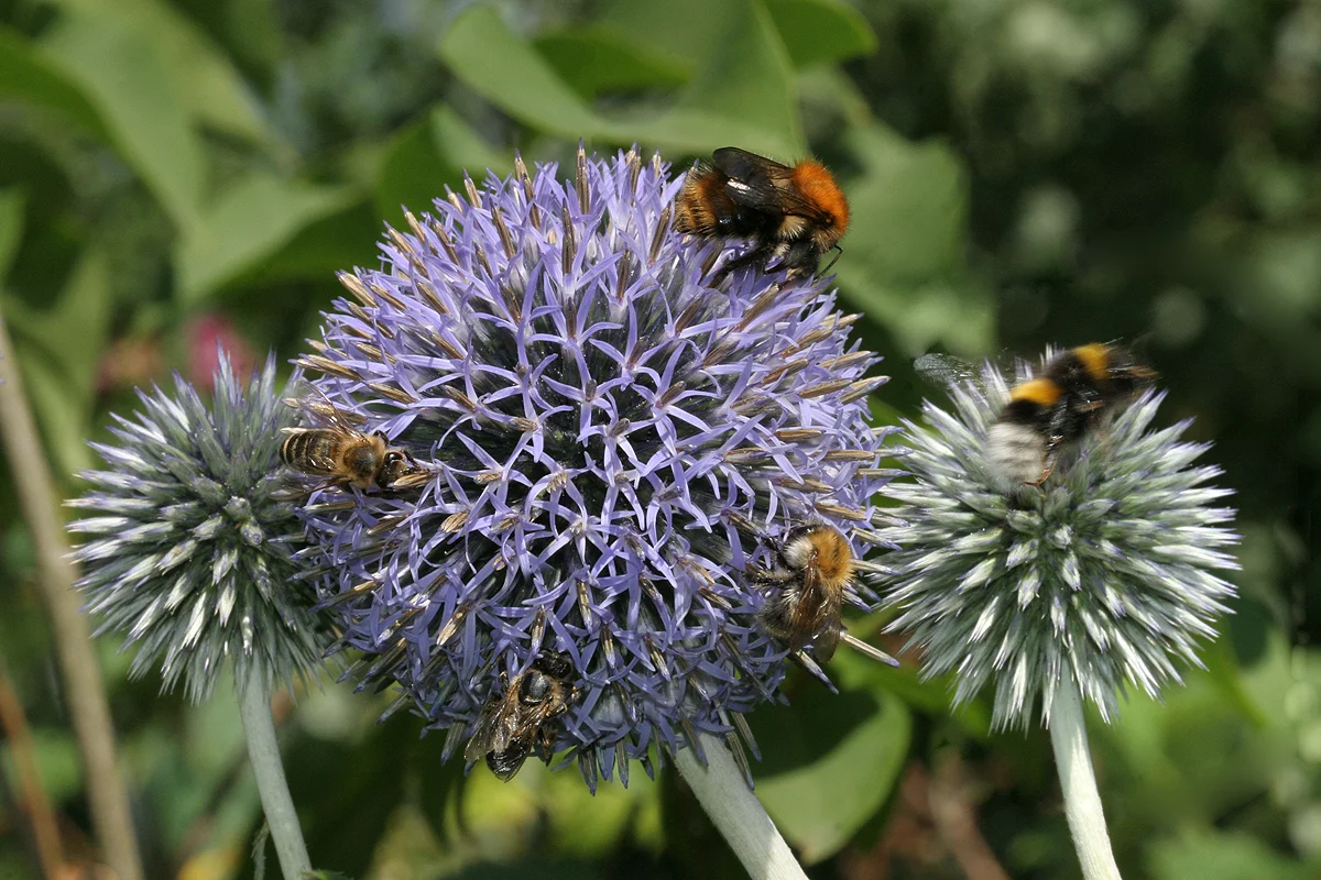 Die faszinierende Welt der Wildbienen – Biologie, Vielfalt und praktischer Schutz im eigenen Garten Bild 2